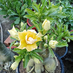 Adenium Desert Rose Plant Live, Desert Rose Live Plant, 4 to 6 Inc Tall (Double Yellow)