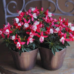 Pack 4 Fuchsia Plants Live, Red White Flower Plant, 4 to 6 Inches Tall, Fuchsia Live Plants 4 Inc Potted