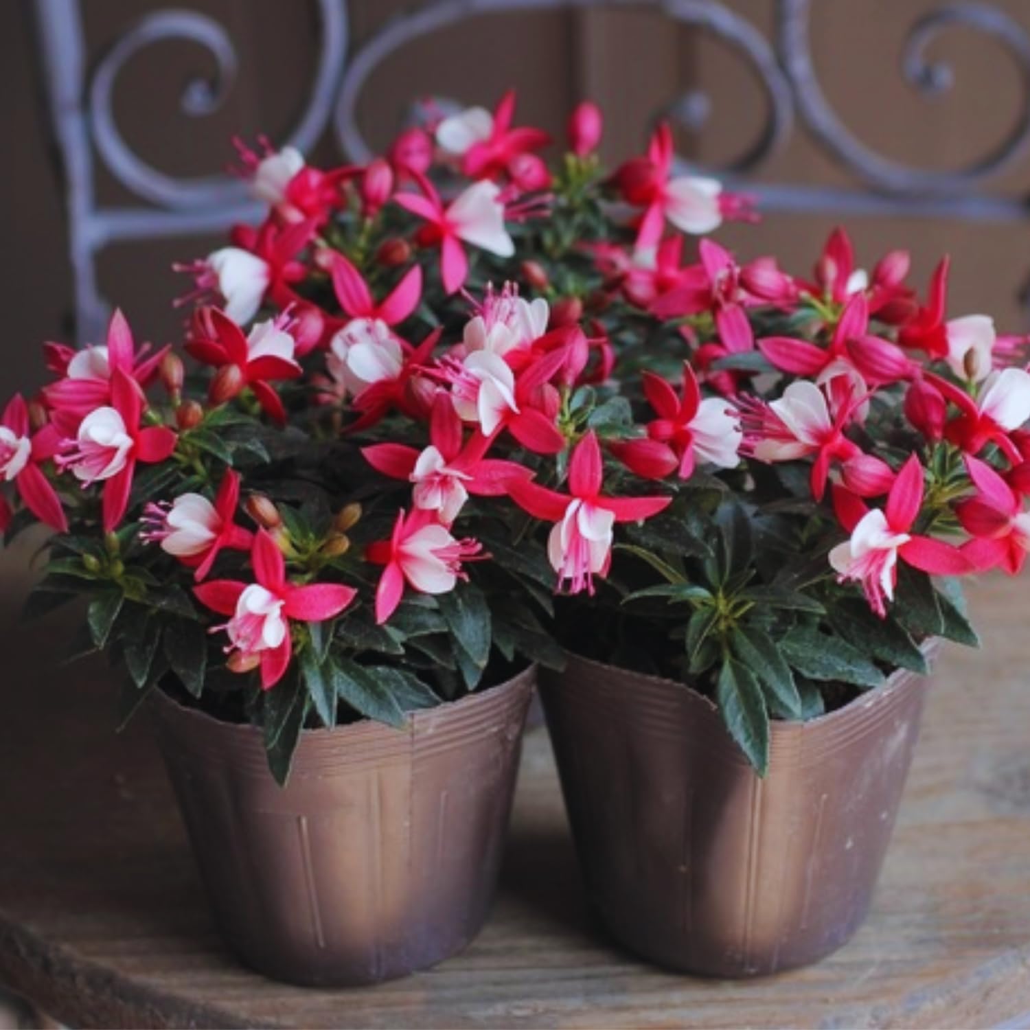 Pack 4 Fuchsia Plants Live, Red White Flower Plant, 4 to 6 Inches Tall, Fuchsia Live Plants 4 Inc Potted