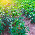 Pack 5 Cassava Yuca Cuttings, Sweet Manihot Stems for Growing Roots Harvest, 5-8" Height