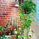 Pothos Live Plant, Live Pothos Plant, 4 to 6 Inches, House Plants Live for Growing Indoor and Outdoor, 4 Inc Potted (Green)