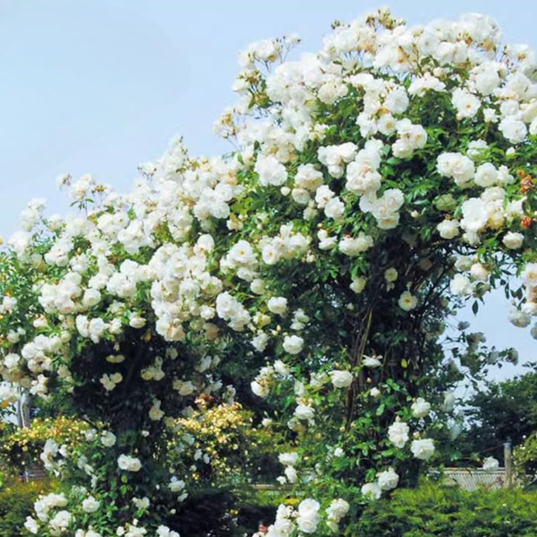 White Climbing Rose Live Plant, 6 Months Old Starter, Fragrant Purple Climbing Roses for Planting Outdoor, No Pot