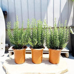 Pack 02 of Rosemary Plants Live, Live Rosemary Plants Indoor Outdoor, 3 to 6 Inches Long, Rosemary Starter Plant Indoor, Rosemary Live Plant