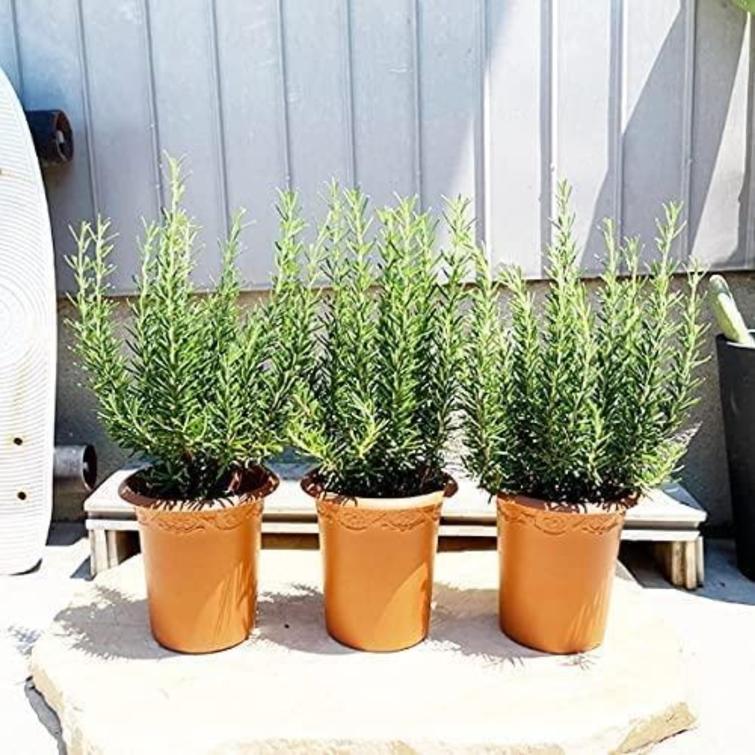 Pack 02 of Rosemary Plants Live, Live Rosemary Plants Indoor Outdoor, 3 to 6 Inches Long, Rosemary Starter Plant Indoor, Rosemary Live Plant