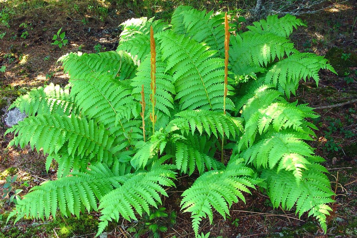 20 Cinnamon Fern Bare Roots, Fern Live Plants Indoor, 3 to 4 Inches Tall, Gardening Growing