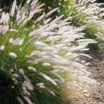 2 Grass Ornamental Grasses Seedlings, Live Grass Perennial Hardy Ornamental Plants, Outdoor Planting, 5-9" Tall (White Fountain)