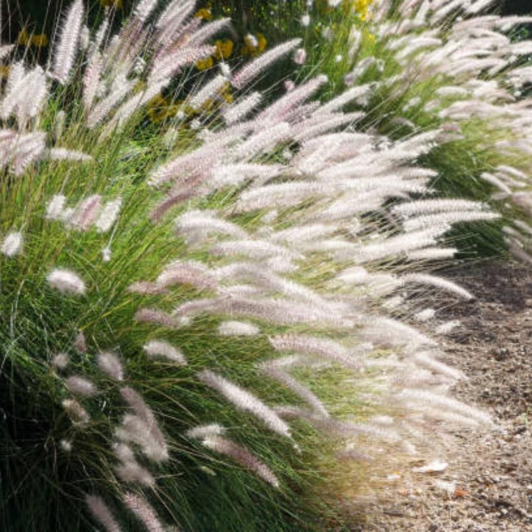 2 Grass Ornamental Grasses Seedlings, Live Grass Perennial Hardy Ornamental Plants, Outdoor Planting, 5-9" Tall (White Fountain)