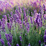 Set 2 Lavender Plants Live, Lavandula Perennial Flower Plants Indoor Outdoor, Well Rooted 4 to 8 Inch Tall to Grow (Provence Lavender)