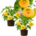 2 Yellow Abutilon Plants 4-8" Tall, Trailing Lantern Flowering Vine for Patio, Containers and Outdoor, Hardy Bell Shaped Flowers Shrubs