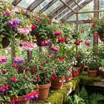 Set 2 Assorted Fuchsia Plants Live 2-5 Inches Tall, Colorful Hanging Flower Plants for Patio, Garden and Containers