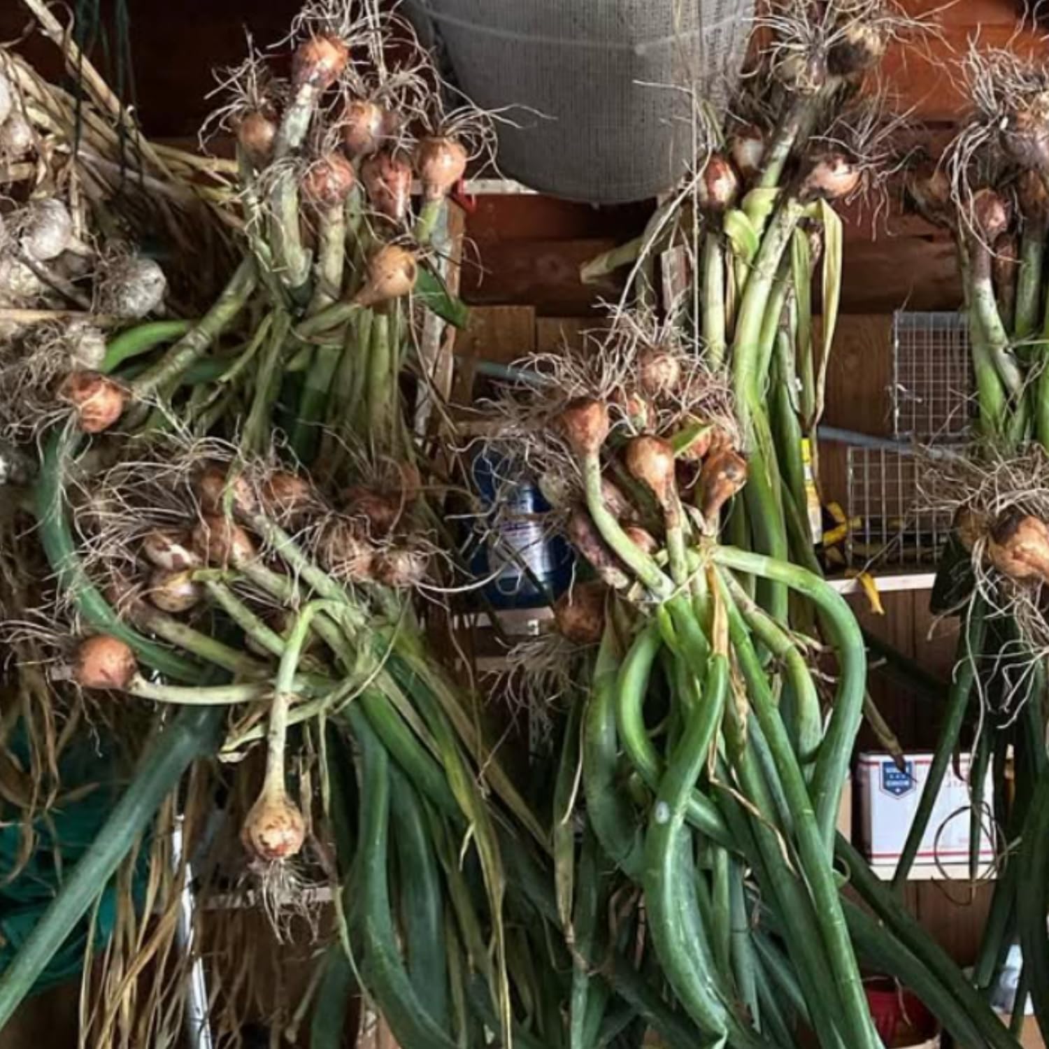 5 Egyptian Walking Onions Plants Live for Planting Outdoors Indoors Garden, Cold Hardy Vegetable Live Plant Indoor, from 4 Inches Tall