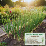 Set 5 Egyptian Walking Onions Plants Live, 3 to 6 Inc Tall