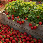 Set 2 Strawberry Live Plant, Sweet Strawberry Seedlings from 4 to 6 Inches Tall, Fragrant Fruit for Outdoor Gardening