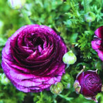 25 Ranunculus Bulbs for Spring Planting, Perennial Flowers Bulbs for Gardens, Vibrant Peony Buttercup Corms for Outdoor Borders (Purple Ranunculus)