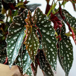 Set 2 Begonia Live Plants, Rare Begonia Plants for Trailing, Ornamental Hanging Basket 5"-9" in Tall (Polka Dot Maculata Angel Wing)
