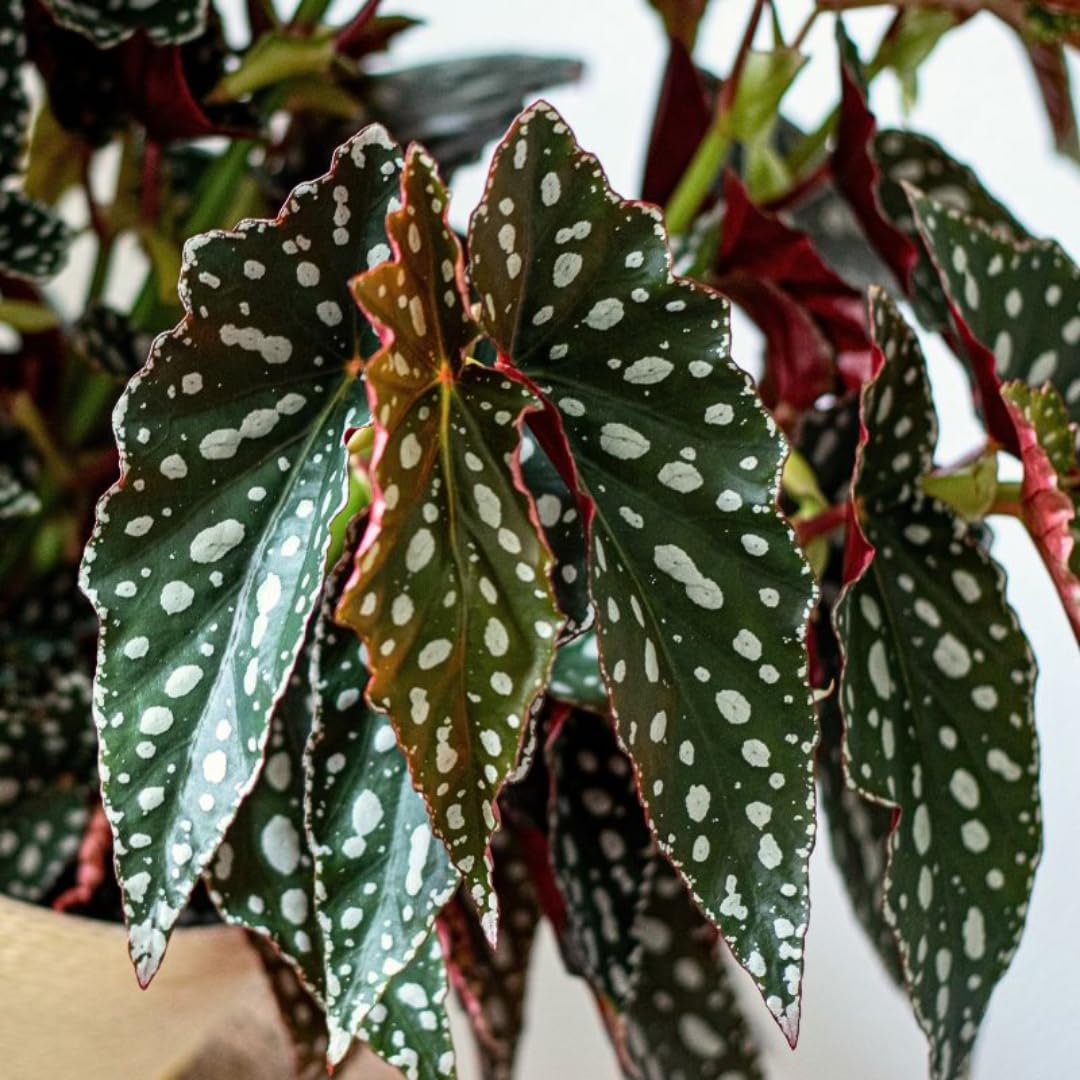 Set 2 Begonia Live Plants, Rare Begonia Plants for Trailing, Ornamental Hanging Basket 5"-9" in Tall (Polka Dot Maculata Angel Wing)