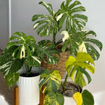 Rare Monstera Plant, Monstera Live Plant Fully Rooted, Ready to Grow Philodendron 4-8 Inches, Live Houseplants, Indoor Plants (Thai Variegated Monstera)