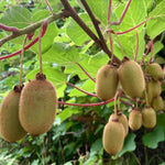 Female Kiwi Plants Live, Cold-Hardy Kiwi Berry Vines, Sweet Edible Well-Rooted 6-8 Inches, Fruit Trees Vines for Garden or Trellis