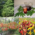 Set 5 of 1 Year Old Sassafras Tree Live Plant Bare Root, Fragrant, 12-18" Yellow Red Color in Fall, Seedling Sassafras Plants