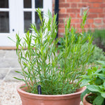 2 Tarragon Plants Live, French Tarragon Starter for Growing, Culinary, Garden 4 to 6 Inches