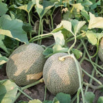 2 Live Melon Plant Per Pot, 3–5 Inch Height, Sweet Melon Fruit Vine Plant for Home Gardening