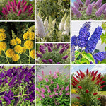 AVERAR 6 Months Old Random Butterfly Bush Live Plant, Butterfly Bushes Ready to Plant Outdoor, Buddleia Plant Bush Shrub 5-7 Inches Tall, No Pot