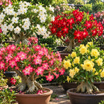 2 Mix Desert Rose Live Plants, Adenium Succulent, 4-6" Tall