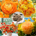 25 Ranunculus Bulbs for Spring Planting, Perennial Flowers Bulbs for Gardens, Vibrant Peony Buttercup Corms for Outdoor Borders (Orange Ranunculus)