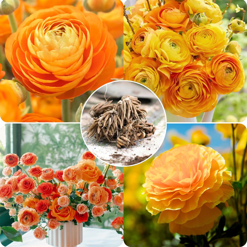 25 Ranunculus Bulbs for Spring Planting, Perennial Flowers Bulbs for Gardens, Vibrant Peony Buttercup Corms for Outdoor Borders (Orange Ranunculus)
