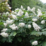 Reblooming Hydrangea Flowers, Hardy Hydrangea Plant Live Bush Shrub, 5-8" Tall Well-Rooted for Garden, Change Colors (Light White)