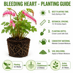 3 Clerodendrum Bleeding Heart Vine Plants, Heart Shaped Blooms, 4-9 Inch Tall, Indoor Outdoor Planting (Purple Red)