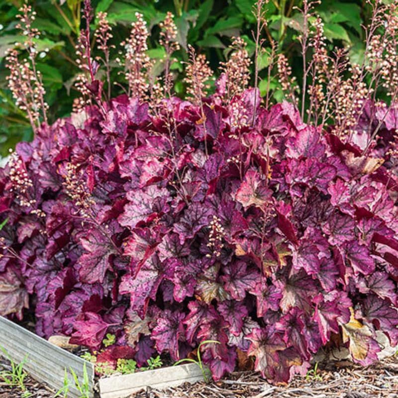Pack 2 Live Purple Heuchera Plants, Perennial Coral Bells Purple Heuchera Shrubs Bushes Live for Growing, Heuchera Live Plants, 3 to 6 Inc Tall