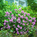 Lilac Plants Live Ready to Plant, 1 to 2 Feet Tall Lilac Shrub, Purple Lilac Tree Live Plant, Purple Lilac Tree