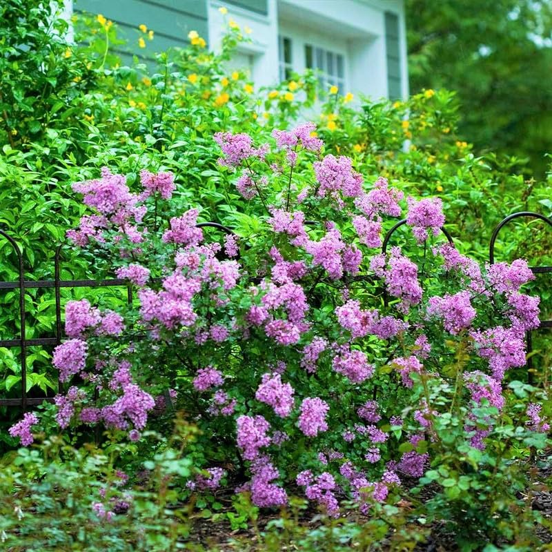 Lilac Plants Live Ready to Plant, 1 to 2 Feet Tall Lilac Shrub, Purple Lilac Tree Live Plant, Purple Lilac Tree