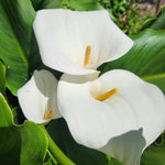 Pack 3 White Calla Lily Bulbs - Calla Lily Flowering Bulbs for Garden and Containers, Easy to Grow Summer Blooms