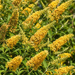 2 Yellow Butterfly Bush Plants Live, Vibrant Buddleia Plants 4-7 Inches, Colorful Flowering Shrub for Outdoor Garden