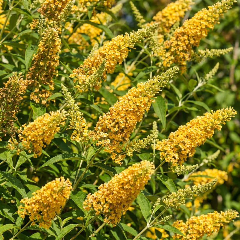 2 Yellow Butterfly Bush Plants Live, Vibrant Buddleia Plants 4-7 Inches, Colorful Flowering Shrub for Outdoor Garden