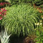 Ornamental Grass Seedlings Live Plant, Fully Rooted Pruned Back to 5 to 9 Inc in Tall Grasses Live Plants Perennial (White Green Grass)