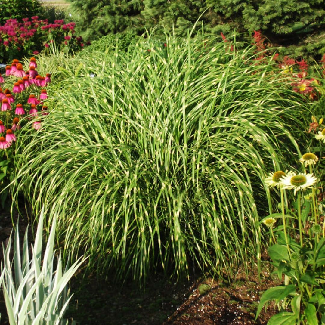 Ornamental Grass Seedlings Live Plant, Fully Rooted Pruned Back to 5 to 9 Inc in Tall Grasses Live Plants Perennial (White Green Grass)