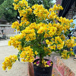 Sets 3 Climbing Bougainvillea Plants Live for Full Sun Trellis Tree, Shrub or Vine Bougainvillea Vibrant Bloom, Very Hardy, 5-9" Tall, Yellow