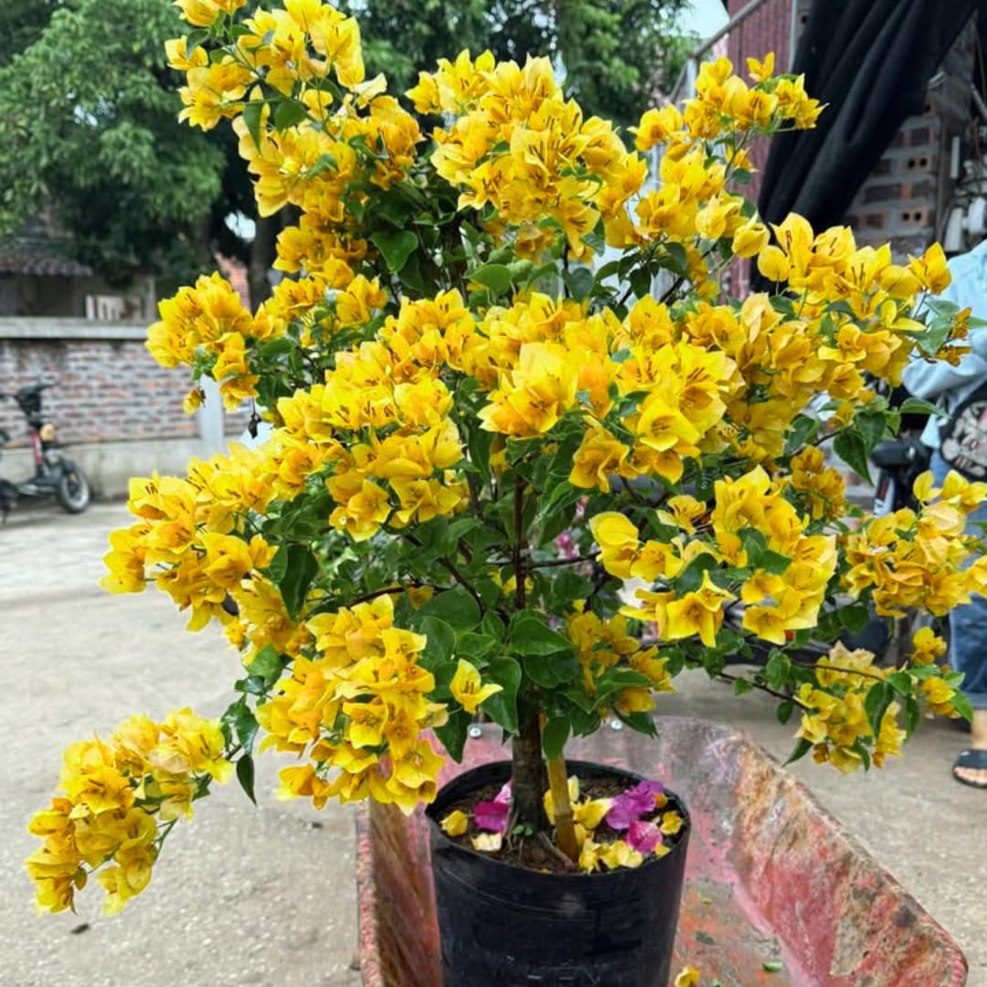 Combo 2 Bougainvillea Plants Live Trees, Outdoor Bougainvillea Plant for Trailing Flowering Vines or Bush Tree, 5-10” Tall, Well-Rooted Bougainvillea Yellow