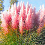 1 Pampas Grass Plant Live Fully Rooted 5-9" Height, Ornamental Grasses Live Plant Perennial for Planting (Pink Pampas Grass)