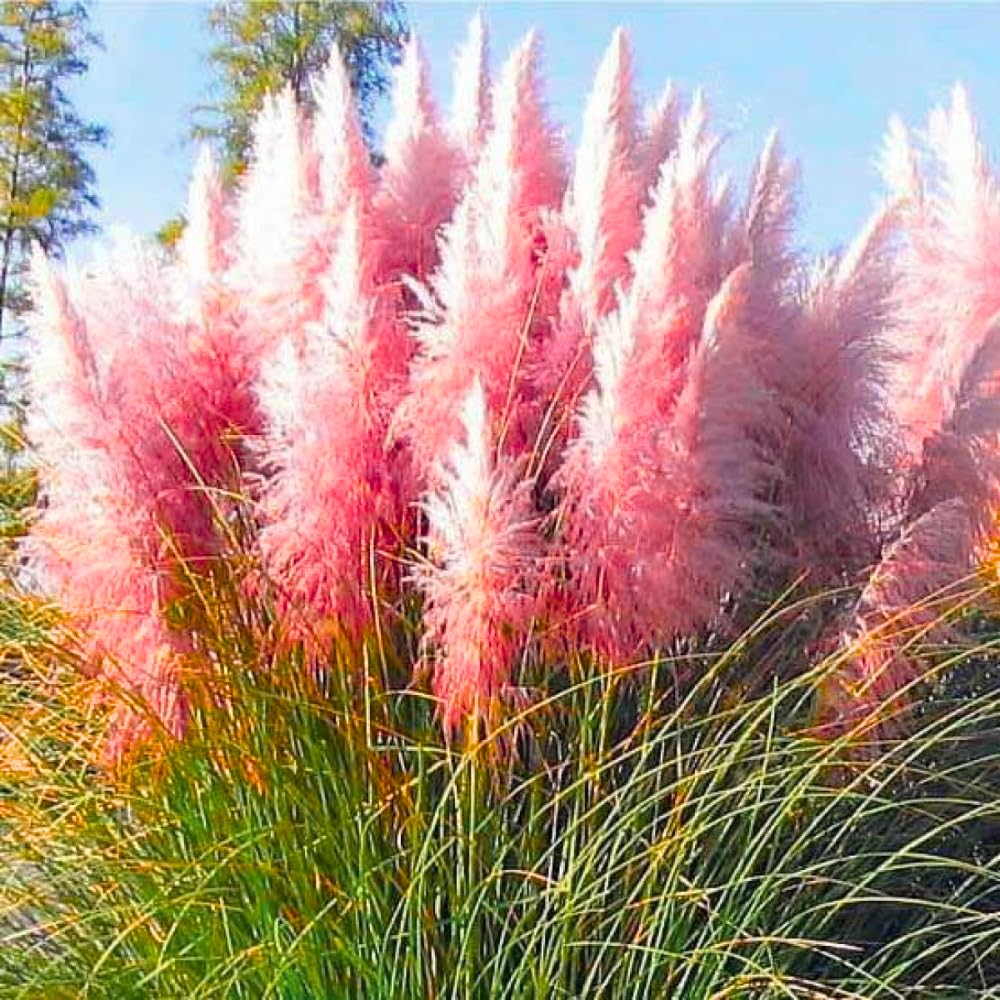 1 Pampas Grass Plant Live Fully Rooted 5-9" Height, Ornamental Grasses Live Plant Perennial for Planting (Pink Pampas Grass)