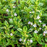 Variegated Lemon Live Plant 4 Inch Tall, Fragrant Green Lemon Thyme, Herb Plant for Indoor or Outdoor Growing