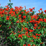Red Honeysuckle Live Plant, Red Honeysuckle Plant Live, Honeysuckle Vine Bush for Planting, Bush Honeysuckle, 4-10 Inc Tall