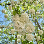 Snowball Plant Live 7-12 Inch Tall, Snowball Bush Live Shrub 4 Inch Pot, Viburnum Flowering Plant for Outdoor Garden, No Pot