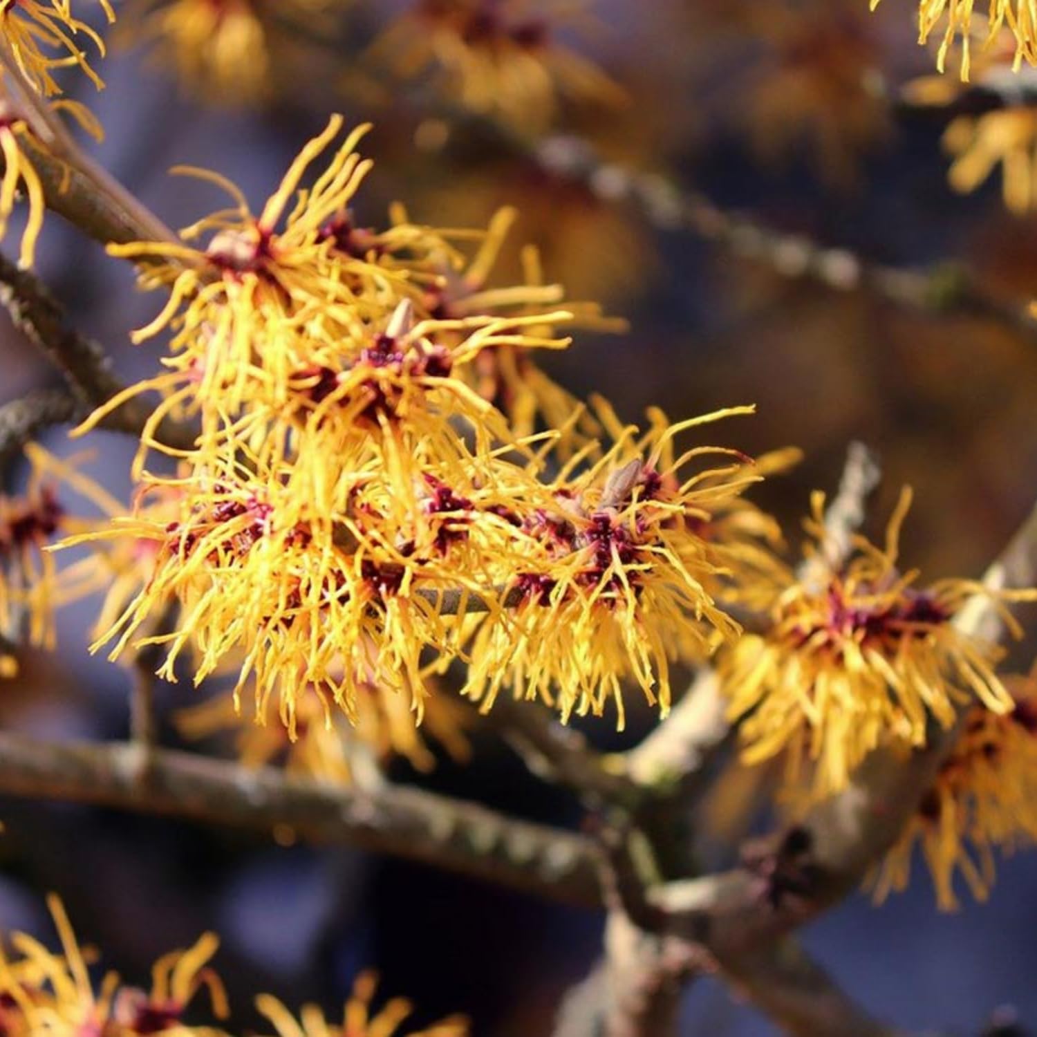Yellow Witch Hazel Bush Live Plant, 1 Year Old Shrub in Quart Pot, 6-12" Tall Hardy Fall Blooming Tree