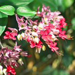 2 Clerodendrum Live Plants 4-7 Inches, Trailing Light Bulb Flowering Shrub, Indoor or Outdoor Ornamental (Random Clerodendrum)
