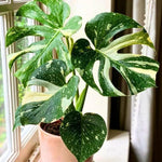 Monstera Plant Live, Rare Tropical Philodendron Indoor Live Plant, Low Maintenance Houseplant 4-8 Inches (Variegated Monstera)