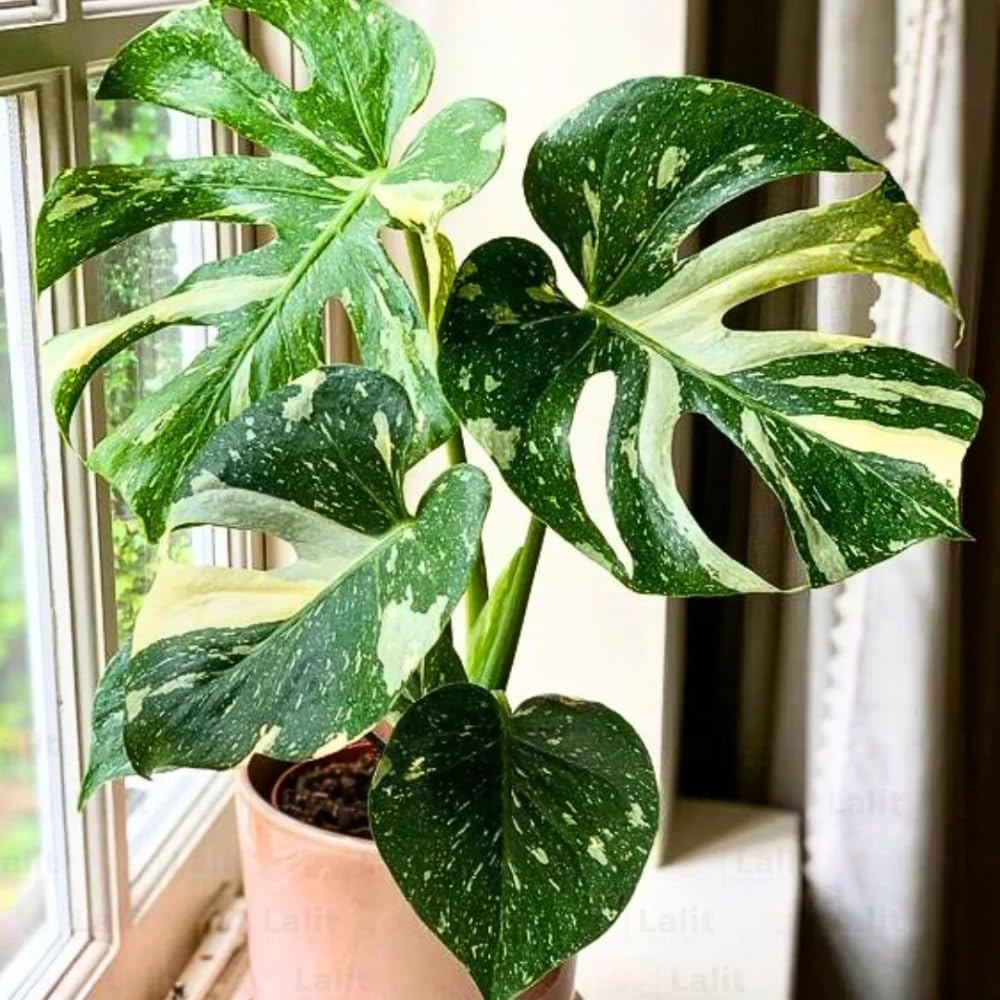 Monstera Plant Live, Rare Tropical Philodendron Indoor Live Plant, Low Maintenance Houseplant 4-8 Inches (Variegated Monstera)